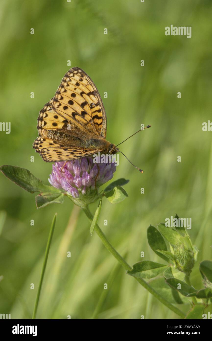 Farfalla sul fiore Foto Stock