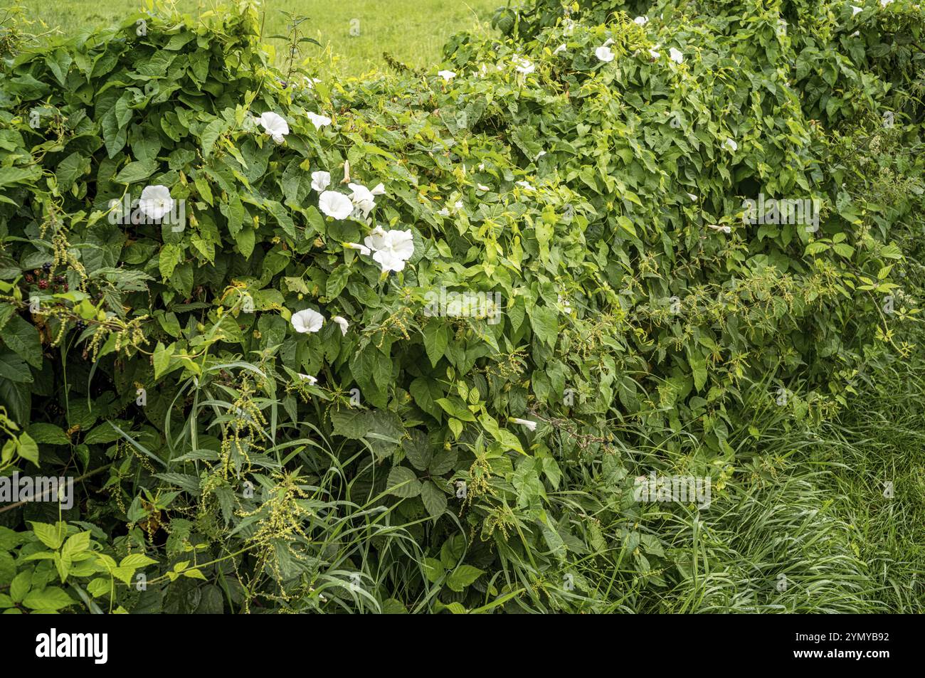 Recinzione bianca fiorita bindweed al sole Foto Stock
