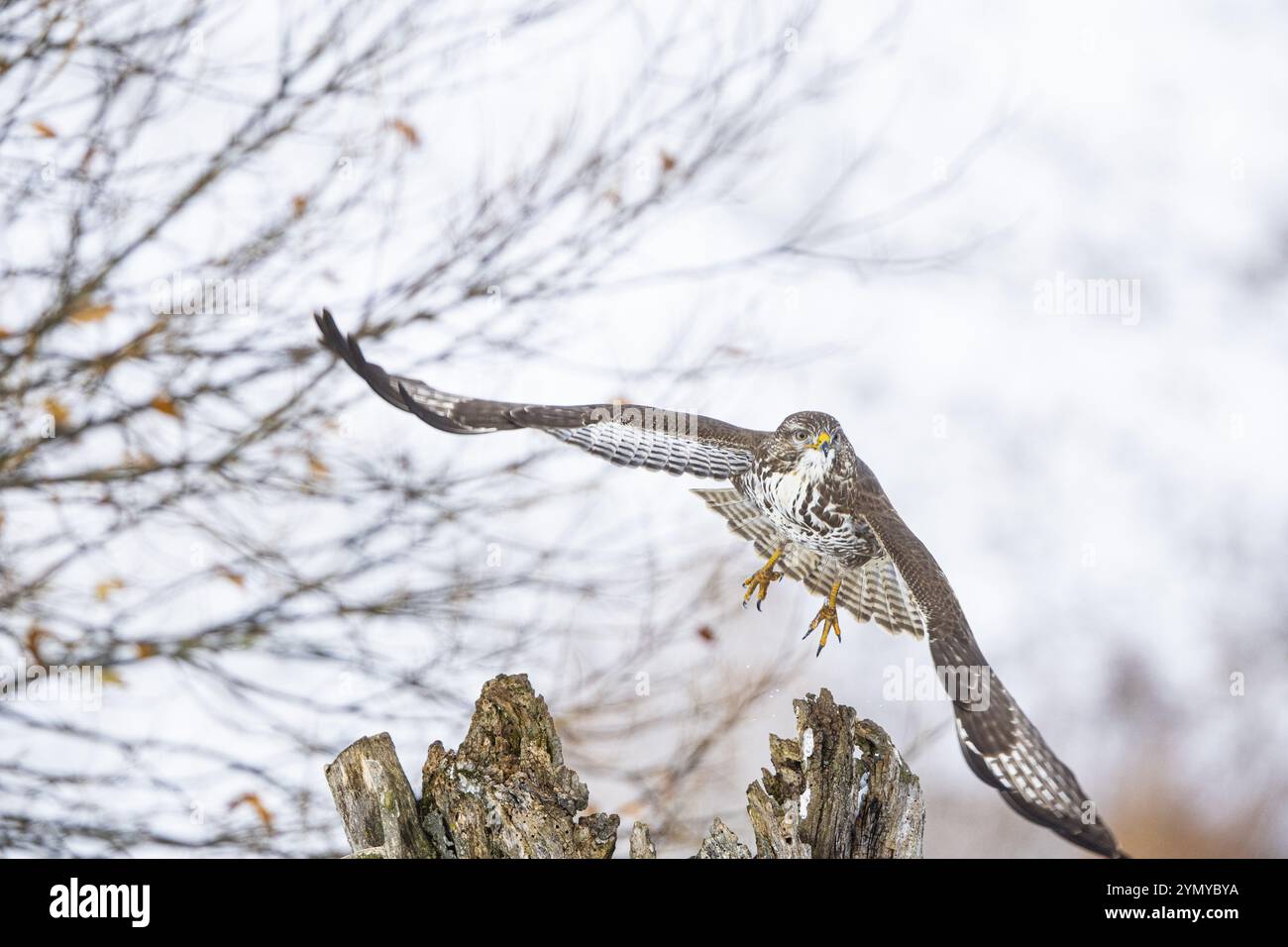 Buzzardo comune (Buteo buteo) Germania Foto Stock