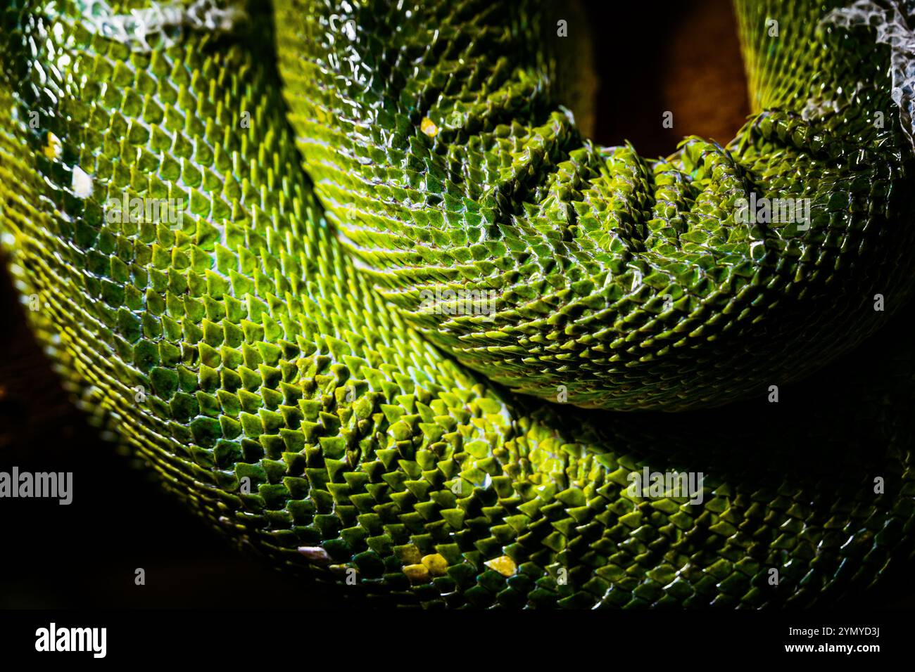 Primo piano di scale di Vibrant Green Snake con texture dettagliate Foto Stock