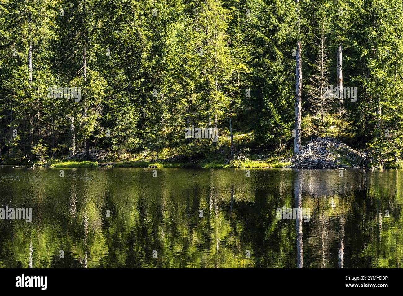 Riserva Martinsklause nel Parco Nazionale della Foresta Bavarese 2 Foto Stock