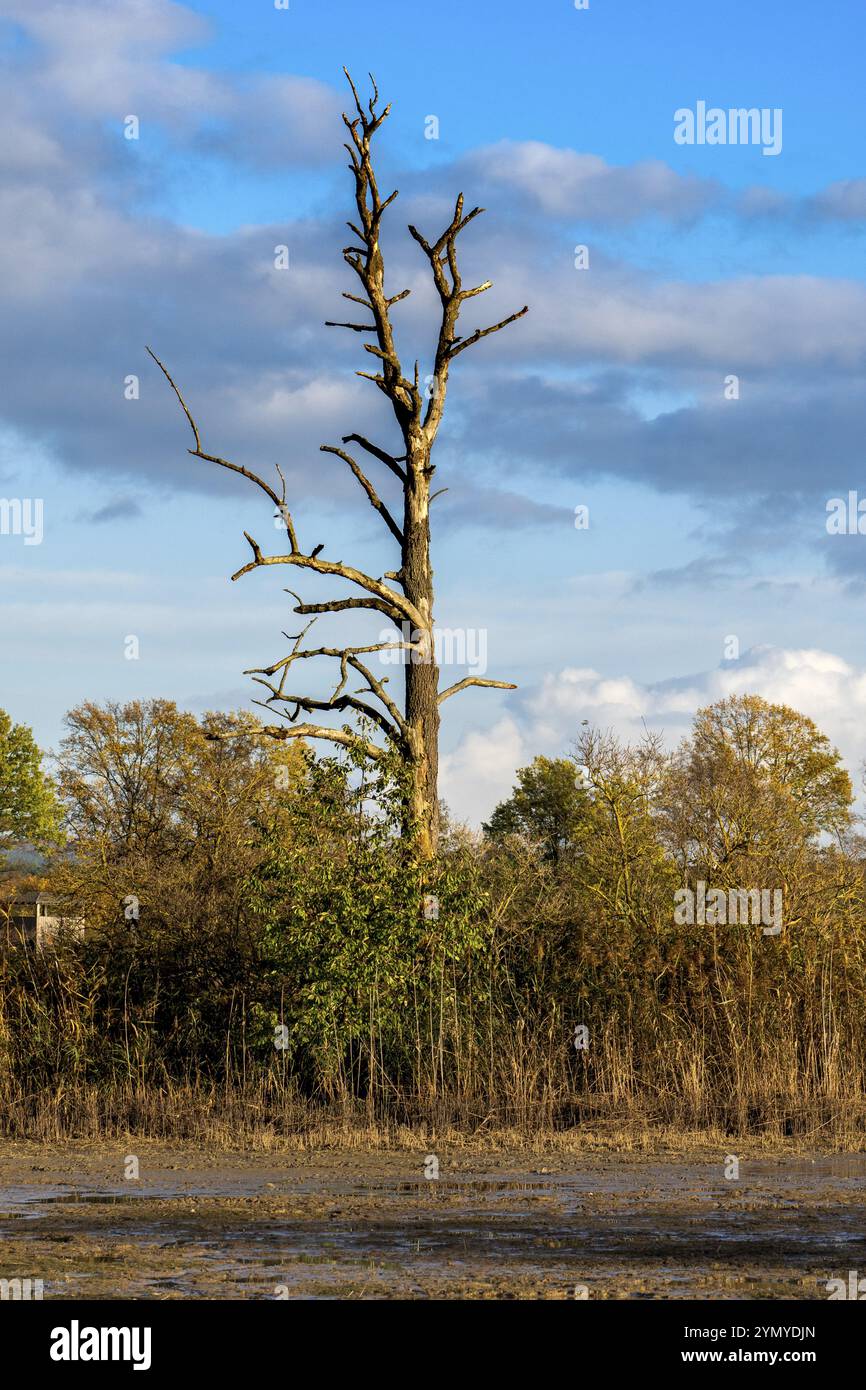 Passeggiata autunnale nella brughiera dell'alta Lusazia e nel paesaggio dello stagno 2 Foto Stock