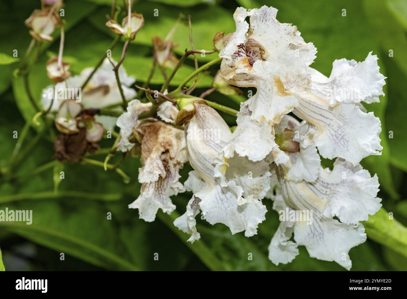 Fiori bianchi di un albero Catalpa bignonioides Foto Stock