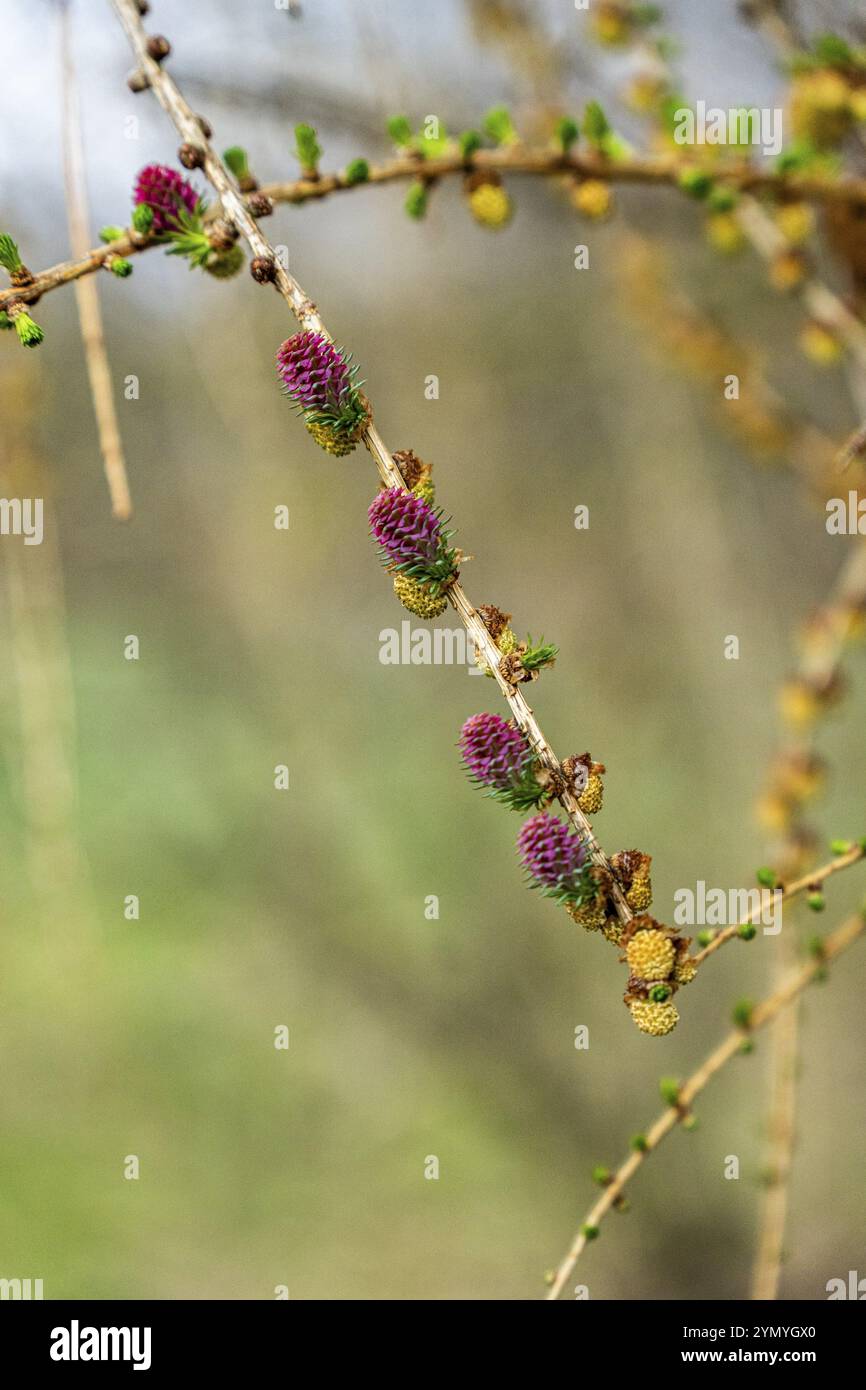 Fiorisce dal larice Foto Stock