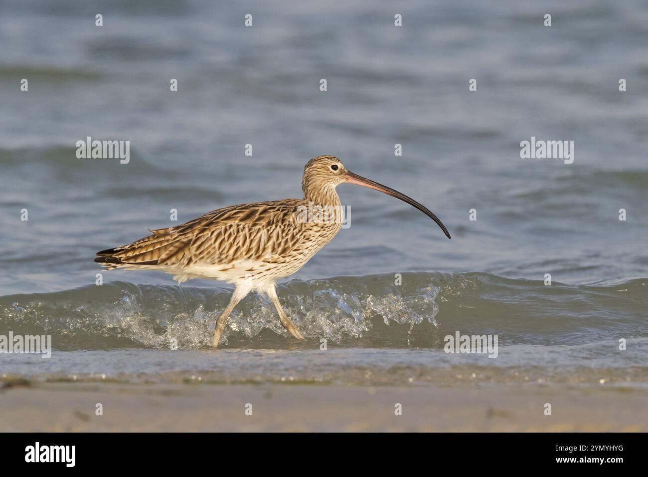 Curlew eurasiatica, Curlew (Numenius arquata), famiglia di cecchini, biotopo, habitat, fonte di alimentazione al Ghidin, Barr al Hikman, al Wusta, Oman, Asia Foto Stock