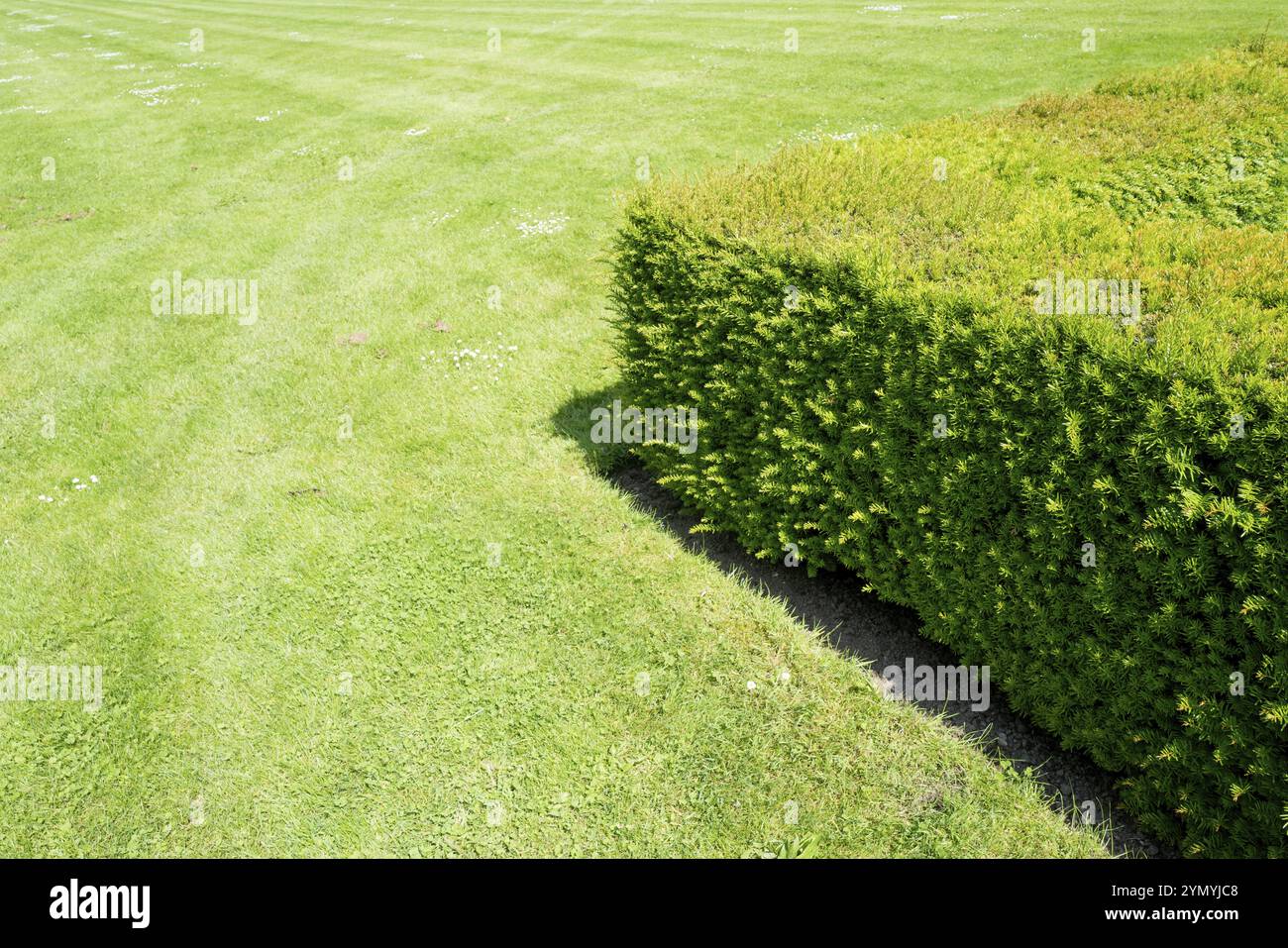 Siepe verde sul prato verde al sole Foto Stock