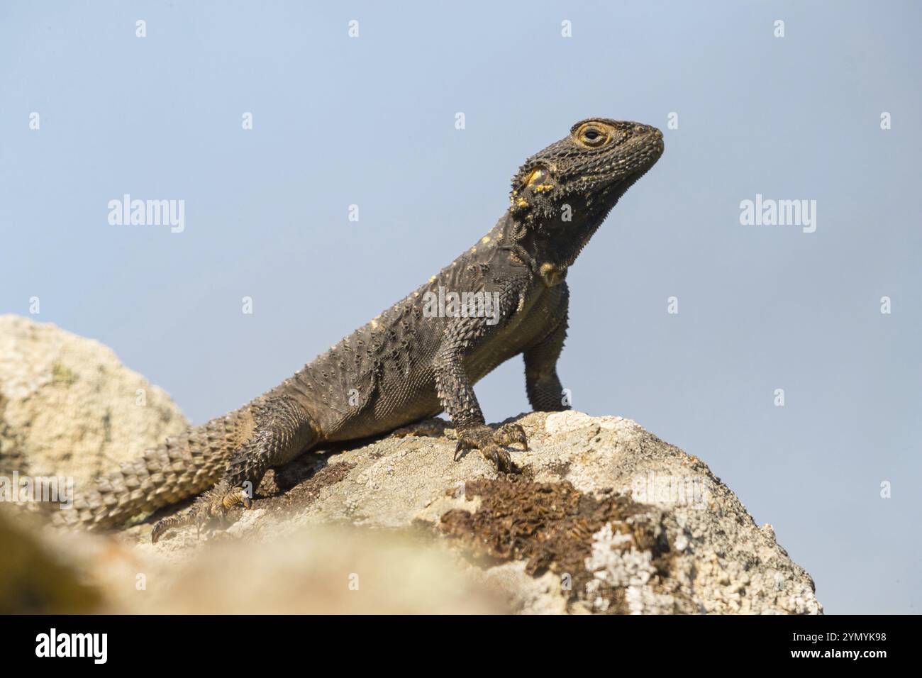 Hardun, (Laudakia stellio) Hardim, lucertola, rettile Lesbos Island, Lesbo, Grecia, Europa Foto Stock