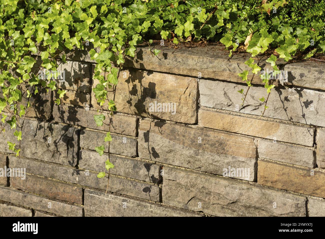 Muro di mattoni con edera al sole Foto Stock