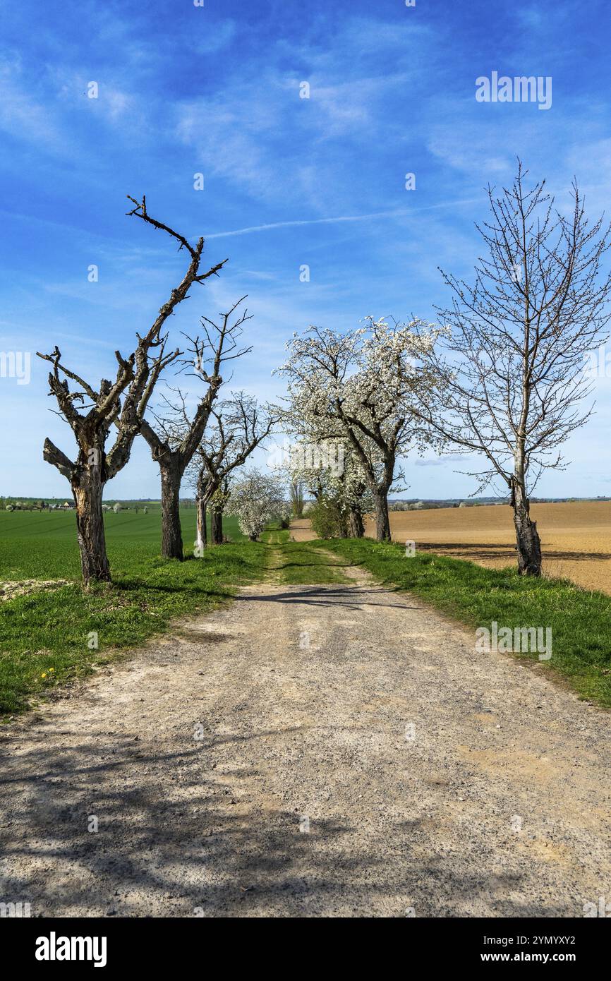 Impressioni dal Lommatzscher Pflege, vecchi alberi da frutto 2 Foto Stock