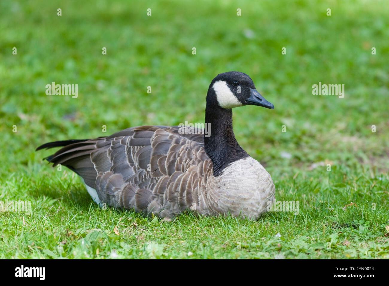 Canada Goose, Branta canadensis, a Victoria, Columbia Britannica. Foto Stock