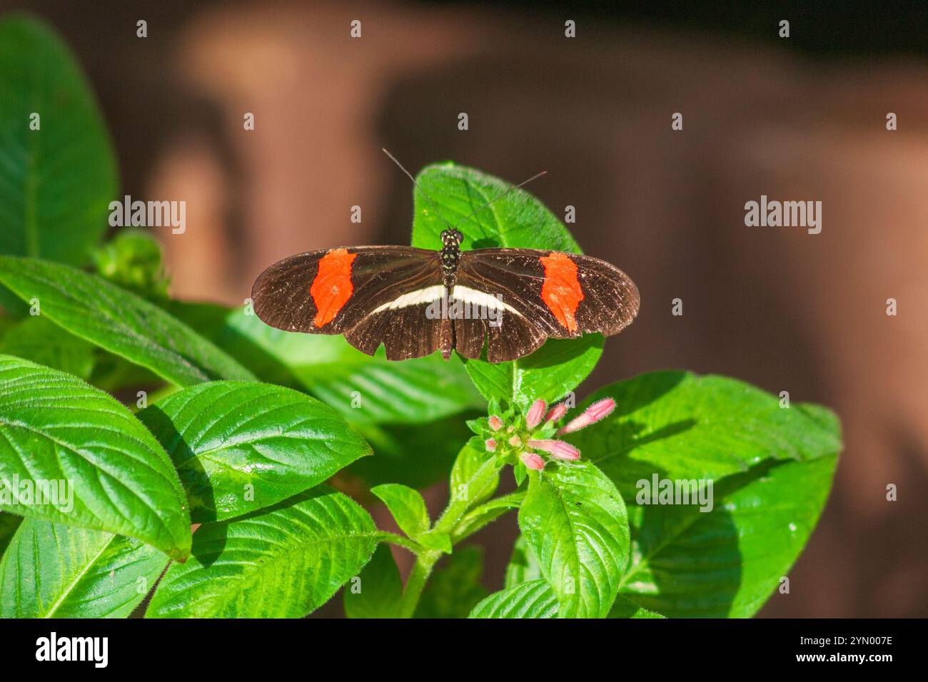 Farfalla Longwing, Heliconius erato, con le patch di Crimson, ai Callaway Gardens in Georgia. Foto Stock