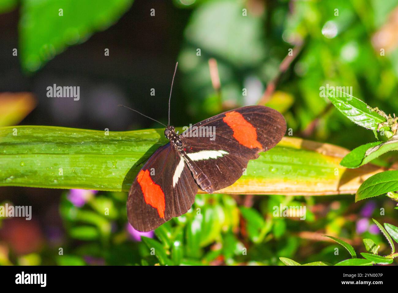 Farfalla Longwing, Heliconius erato, con le patch di Crimson, ai Callaway Gardens in Georgia. Foto Stock