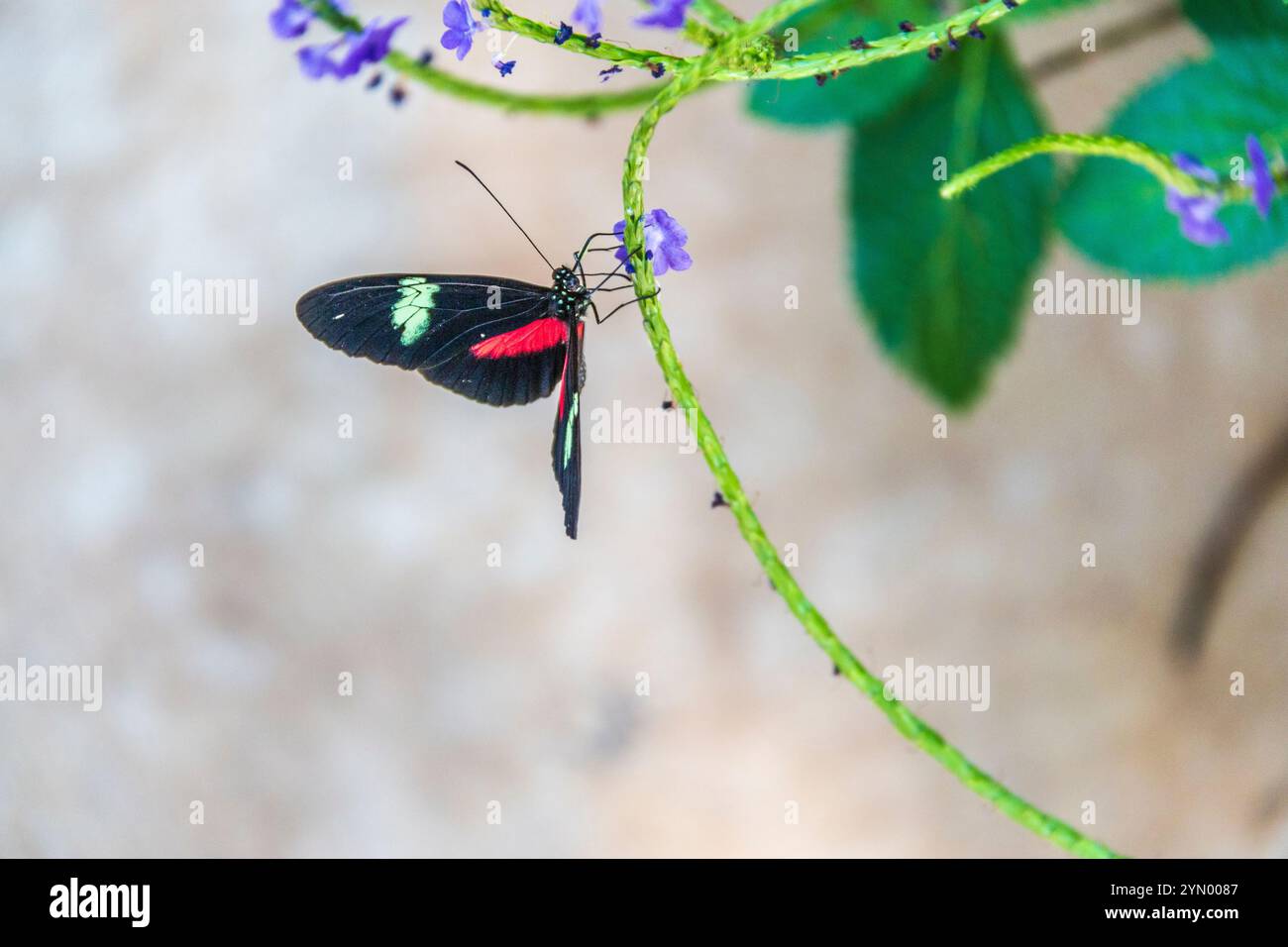 Doris Longwing Butterfly a Cecil B giorno centro di farfalle in Callaway Gardens, Georgia. Foto Stock