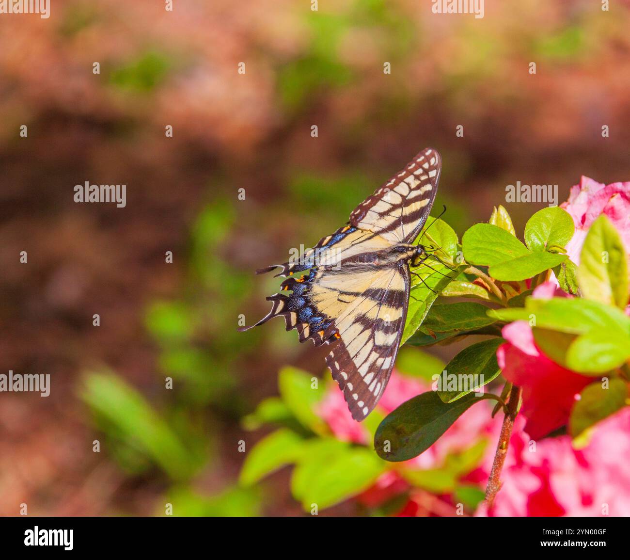 Farfalla Eastern Tiger Swallowtail, Papilio glaucus, sulle Azalee, ai Callaway Gardens di Pine Mountain, Georgia. Foto Stock