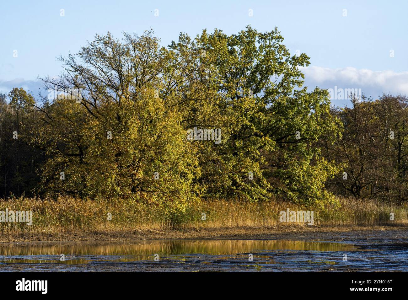 Passeggiata autunnale nella brughiera dell'alta Lusazia e nel paesaggio dello stagno 1 Foto Stock
