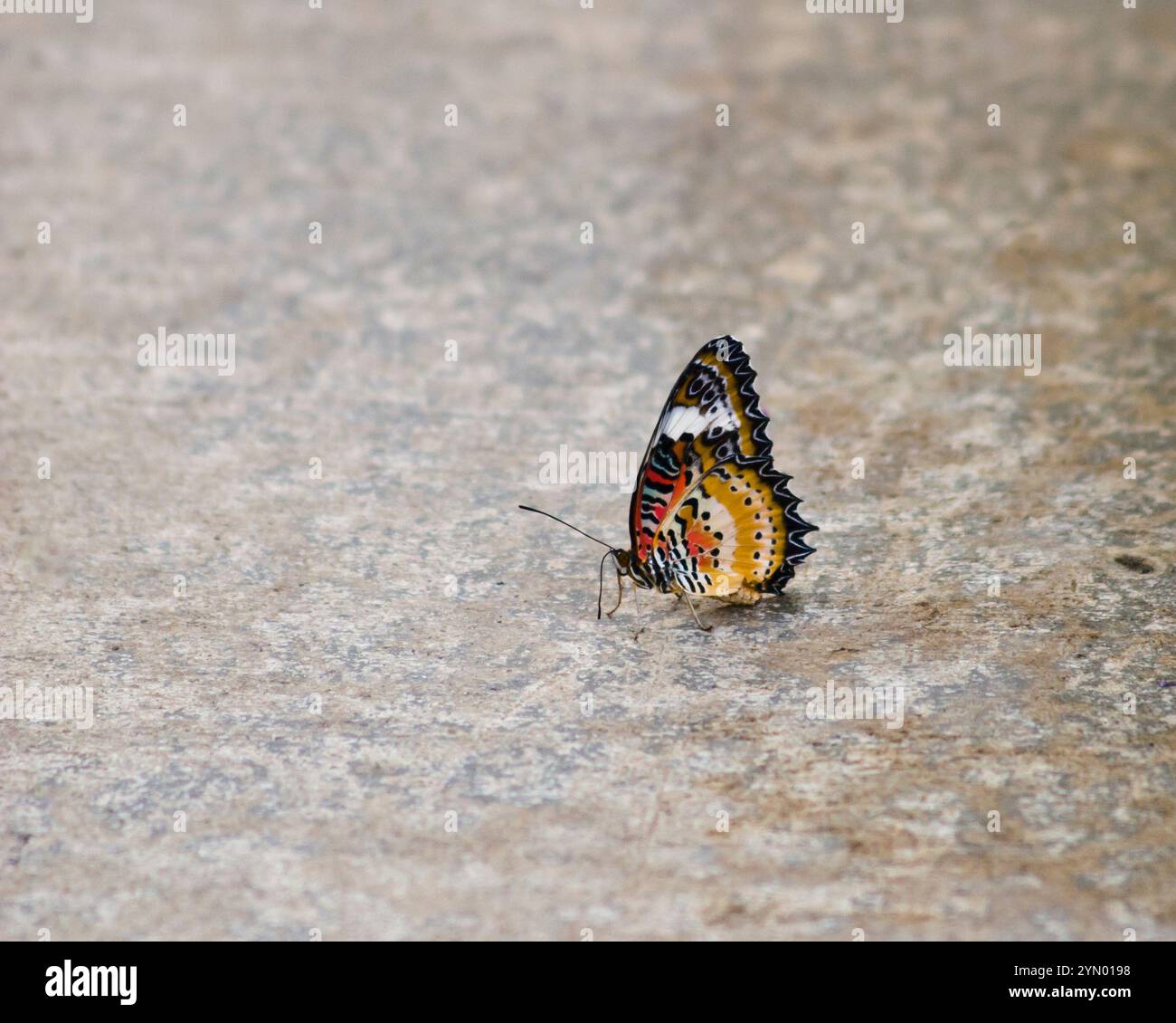 Malay Lacewing Butterfly, Cethosia hypsea hypsina, ai Callaway Gardens in Georgia. Foto Stock