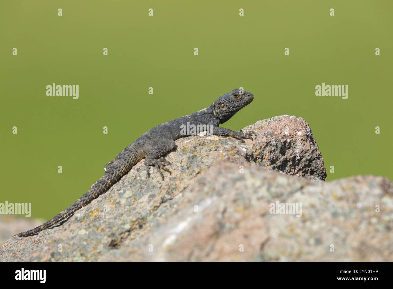 Hardun, (Laudakia stellio) Hardim, lucertola, rettile Lesbos Island, Lesbo, Grecia, Europa Foto Stock