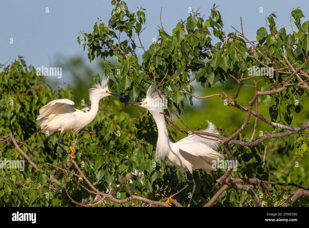 Airone nevoso di Smith Oaks Rookery ad alta Isola, TX. Foto Stock