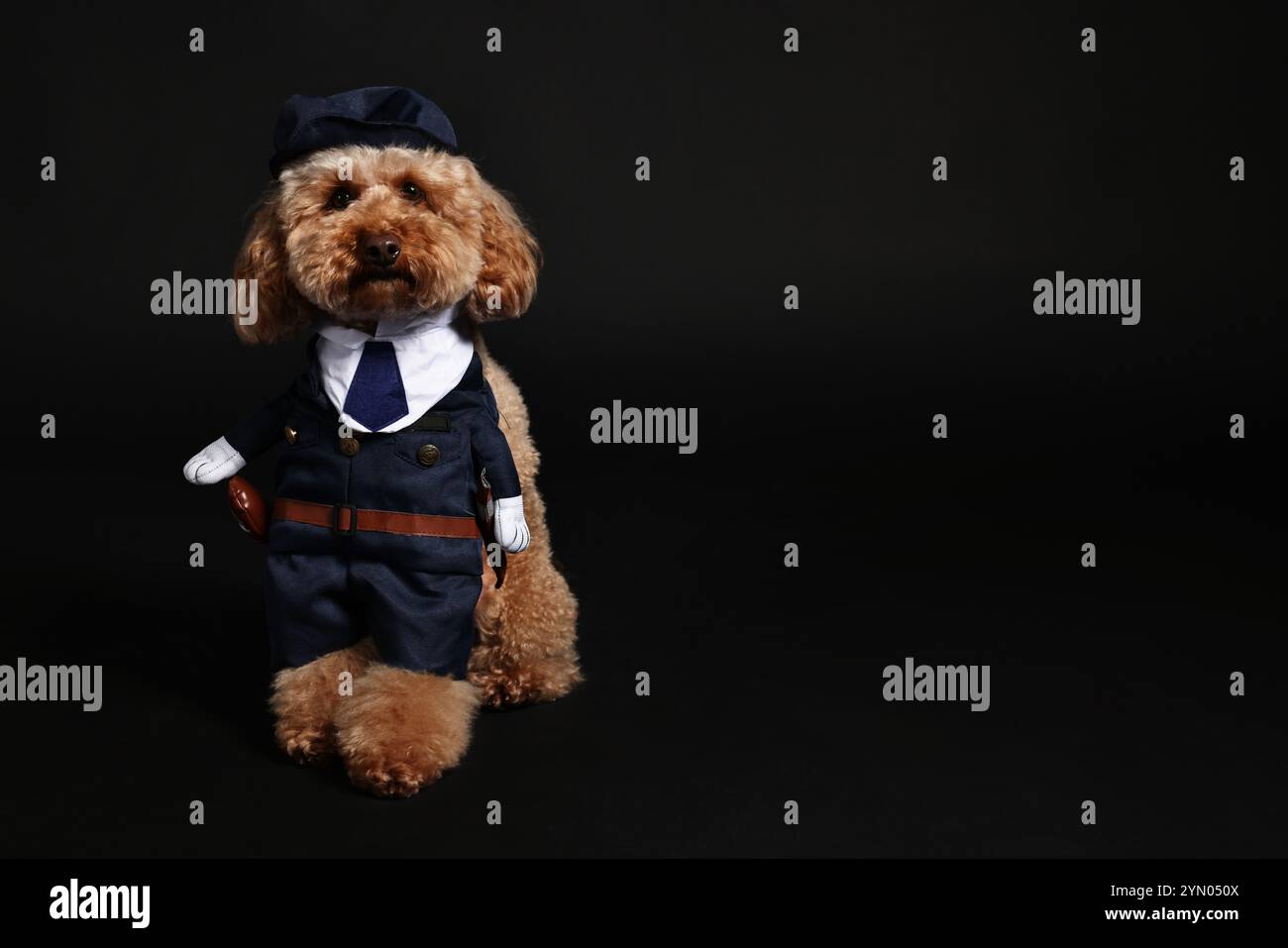 Simpatico Toy Poodle dog in costume della polizia su sfondo nero, spazio per testo Foto Stock