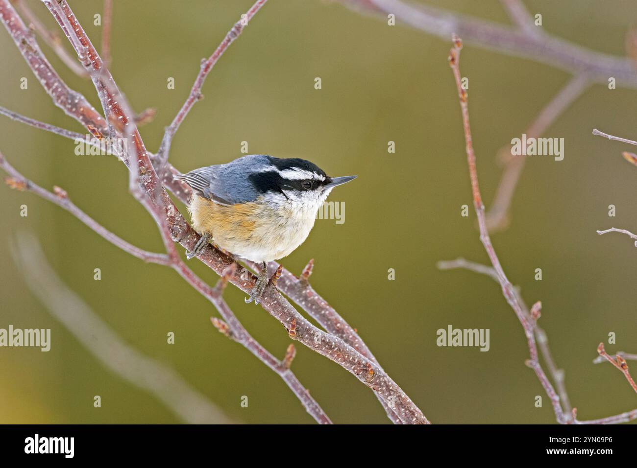 Nuthatch dal petto rosso (Sitta canadensis). Acadia National Park, Maine, Stati Uniti. Inizio primavera. Foto Stock