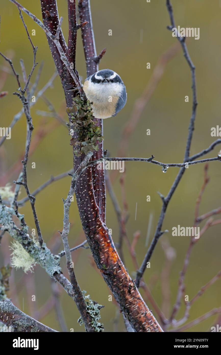 Nuthatch dal petto rosso (Sitta canadensis). Acadia National Park, Maine, Stati Uniti. Inizio primavera. Foto Stock