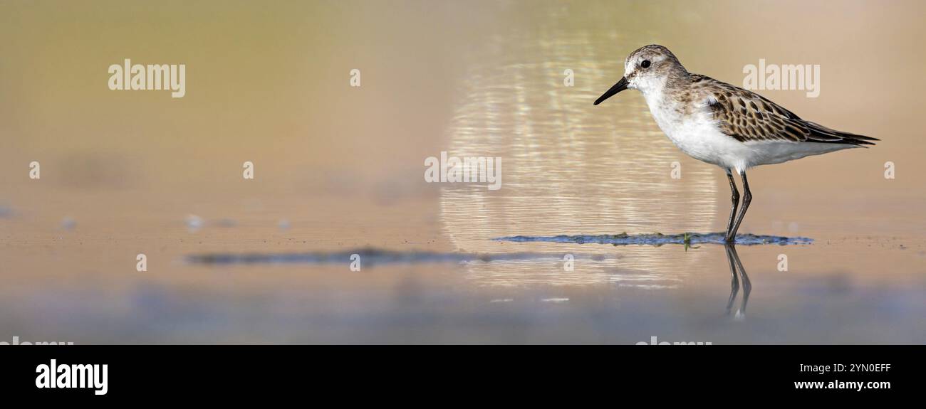 Piccolo sandpiper (Calidris minuta), che si va a raccogliere nel biotopo di Salalah, Raysut, Sohar, Oman, Asia Foto Stock