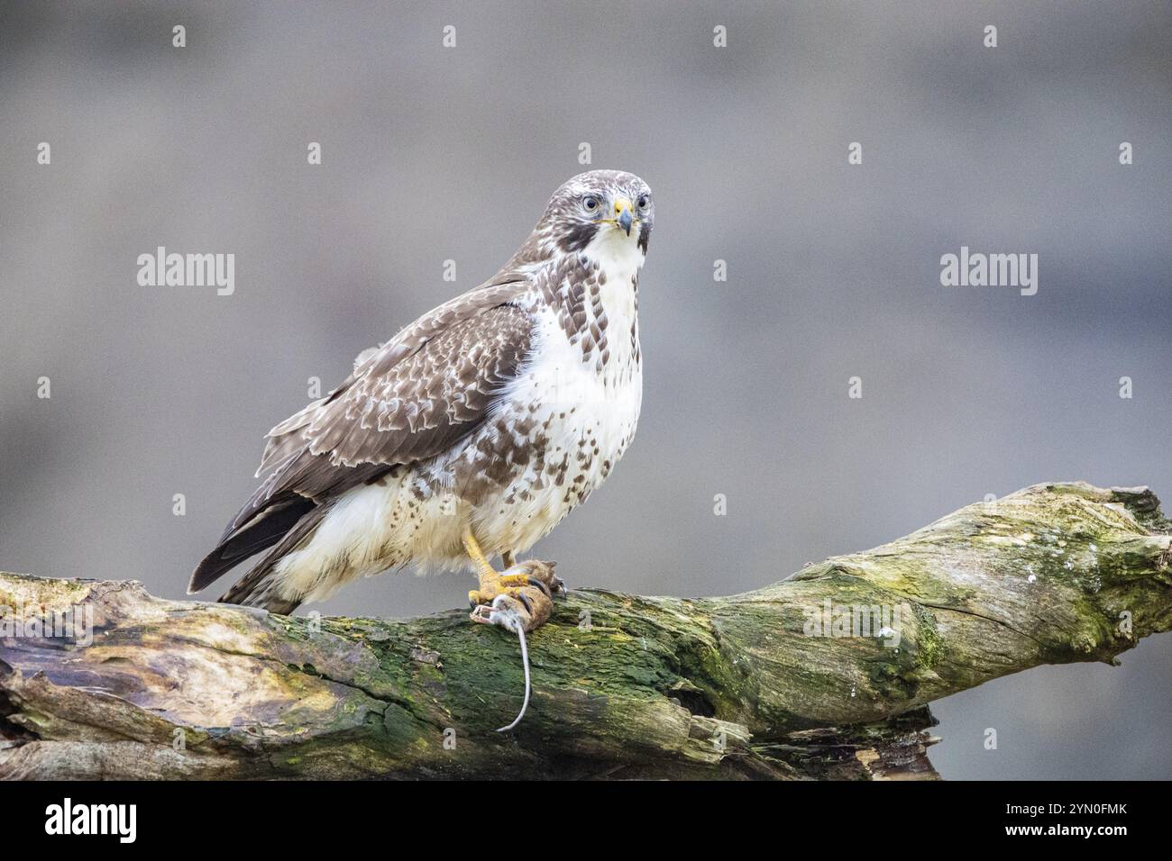 Buzzardo comune (Buteo buteo) Germania Foto Stock