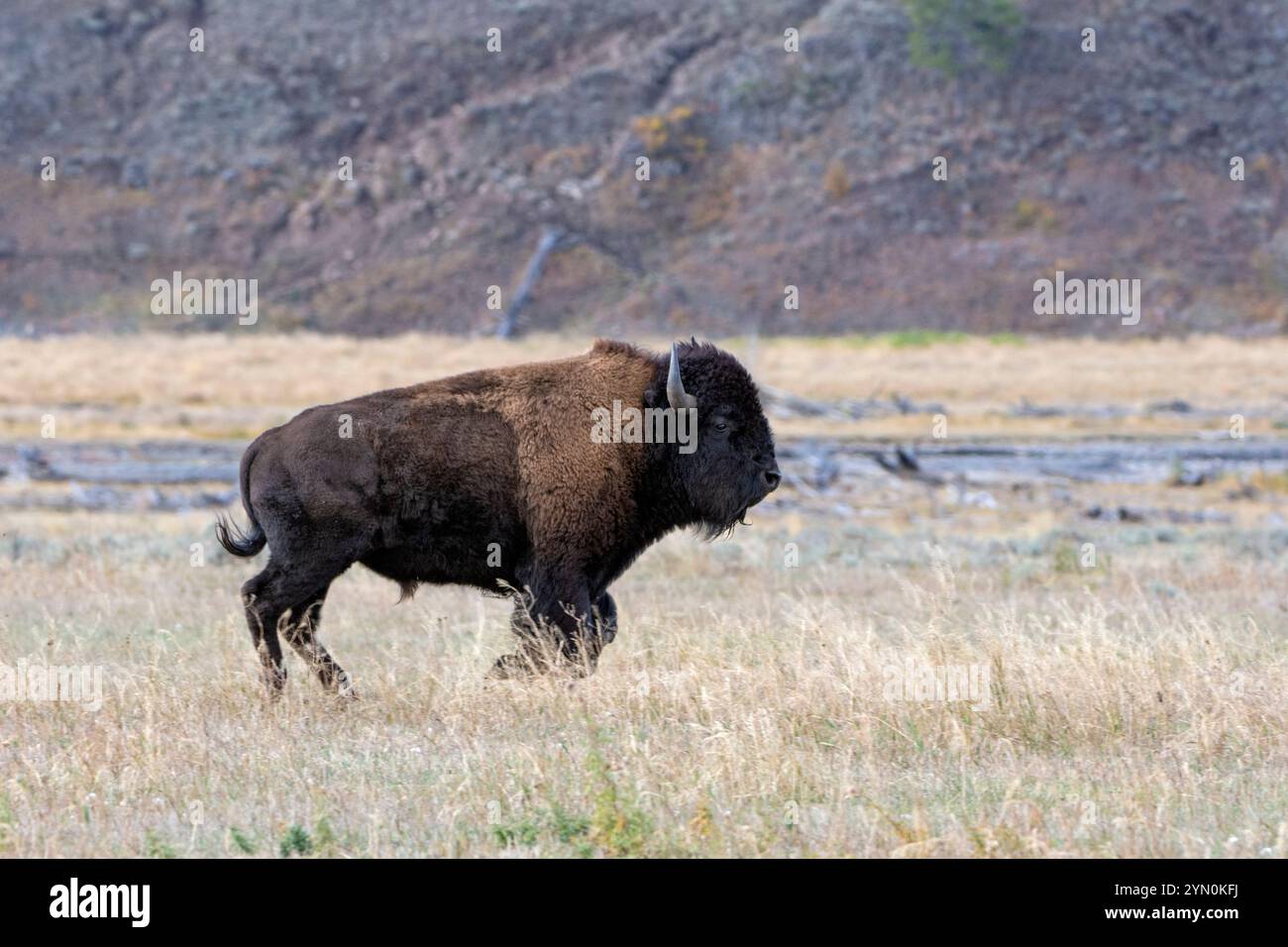 Bufalo americano (bisonte bisonte bisonte) che fa jogging in un prato di montagna sul fiume. Autunno nel parco nazionale di Yellowstone, Wyoming, Stati Uniti. Foto Stock Bufalo americano (bisonte bisonte bisonte) che fa jogging in un prato di montagna sul fiume. Autunno nel parco nazionale di Yellowstone, Wyoming, Stati Uniti. Foto Stock