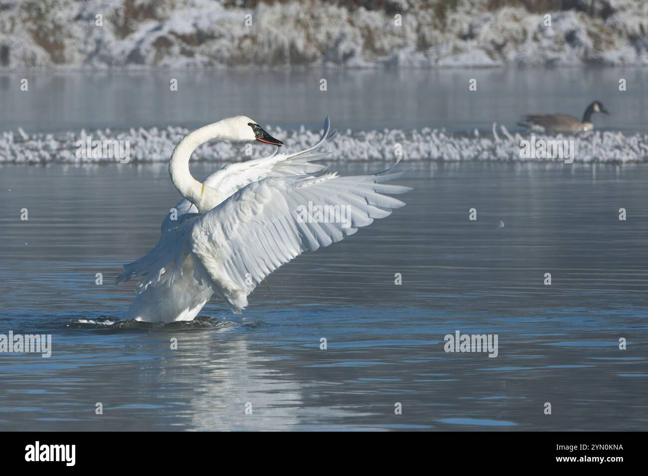 Trombettista Swan (Cygnus buccinator). Nebbia mattutina sul fiume Yellowstone dopo una frigida nevicata di notte. Ottobre nel parco nazionale di Yellowstone Foto Stock