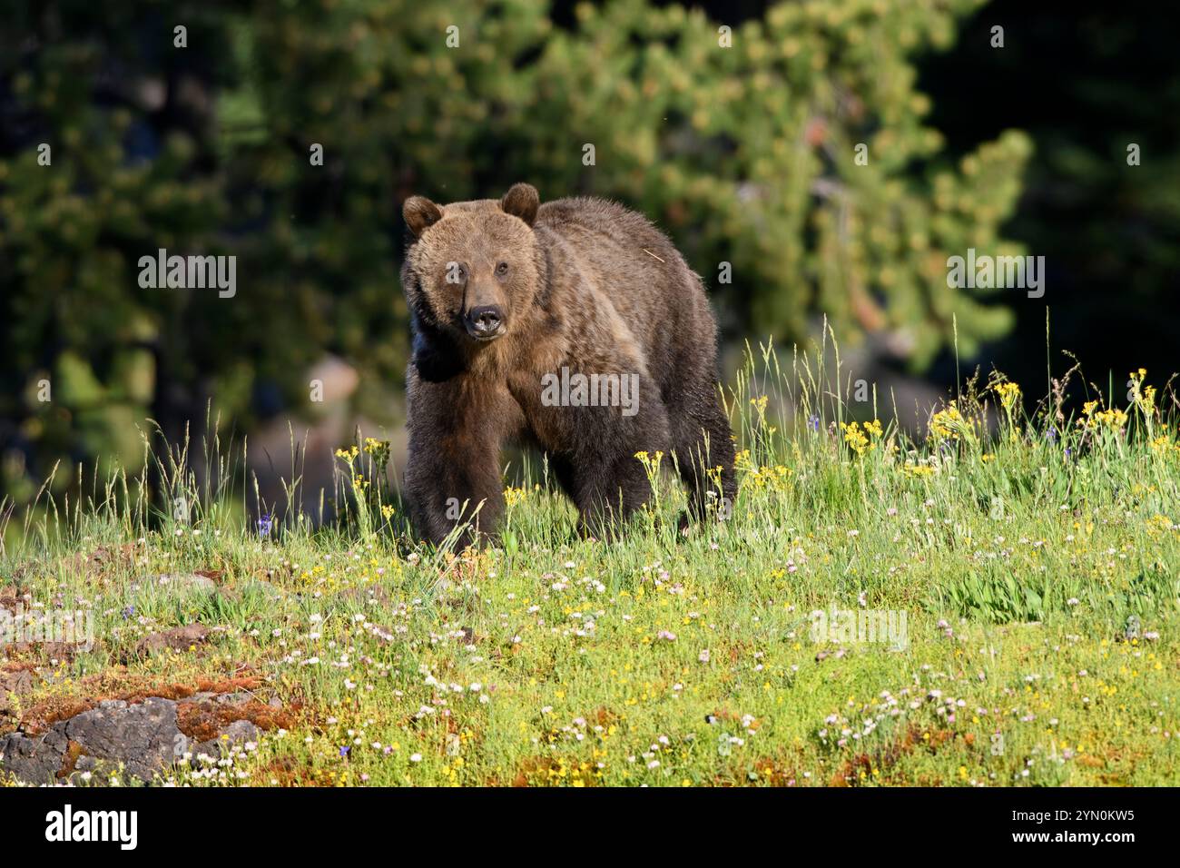 Orso Grizzly (Ursus arctos horribilis). Fine maggio nel parco nazionale di Yellowstone, Wyoming, Stati Uniti. Foto Stock