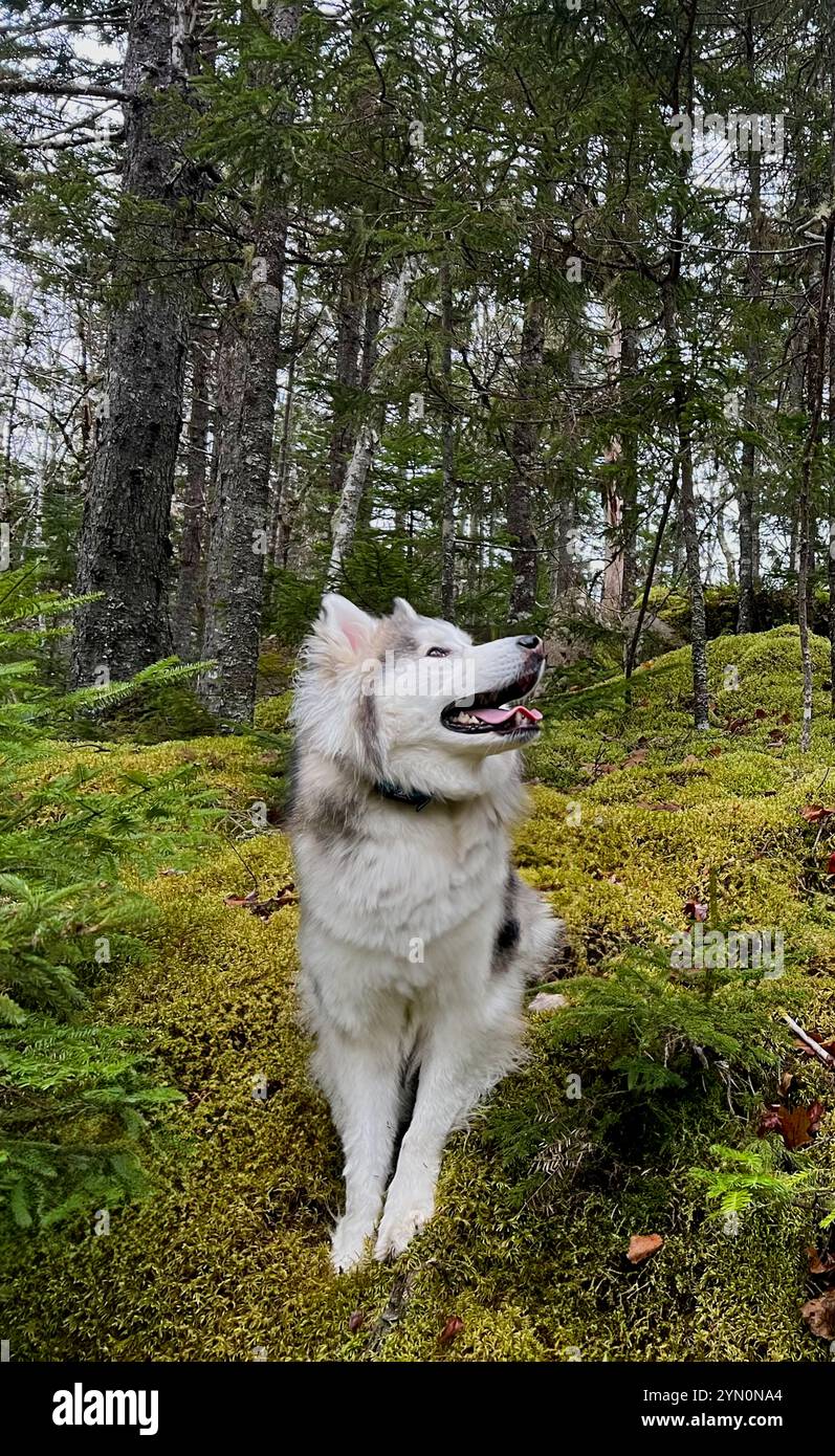 Curioso cucciolo di husky che prende il mondo intorno a lui. Foto Stock