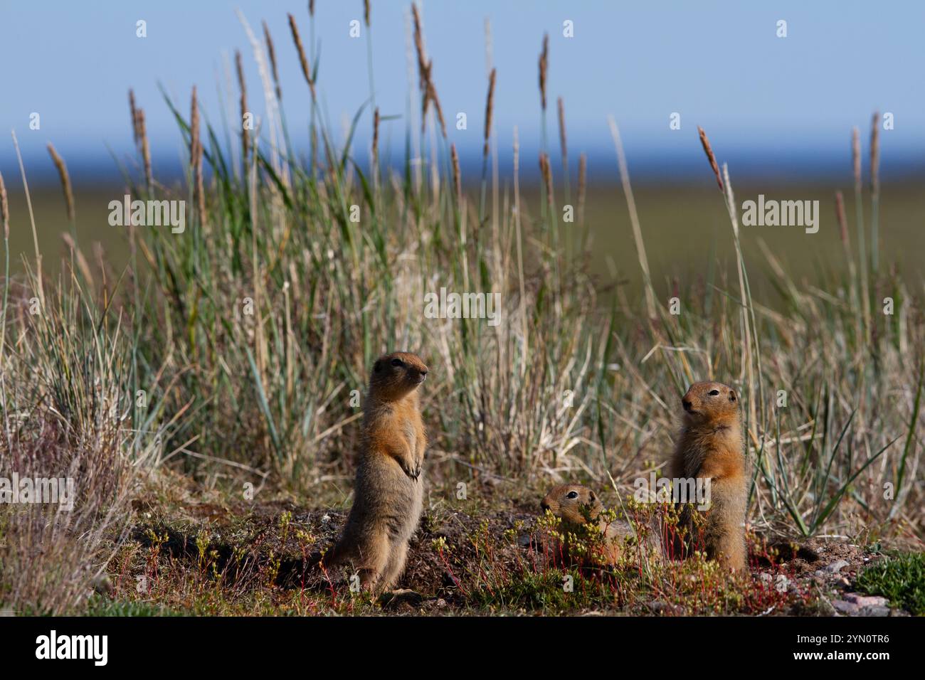 Scoiattolo di terra, noto anche come scoiattolo di terra di Richardson o siksik in Inuktitut, in piedi tra l'erba artica e guardando intorno, Arviat, Nunavut Foto Stock