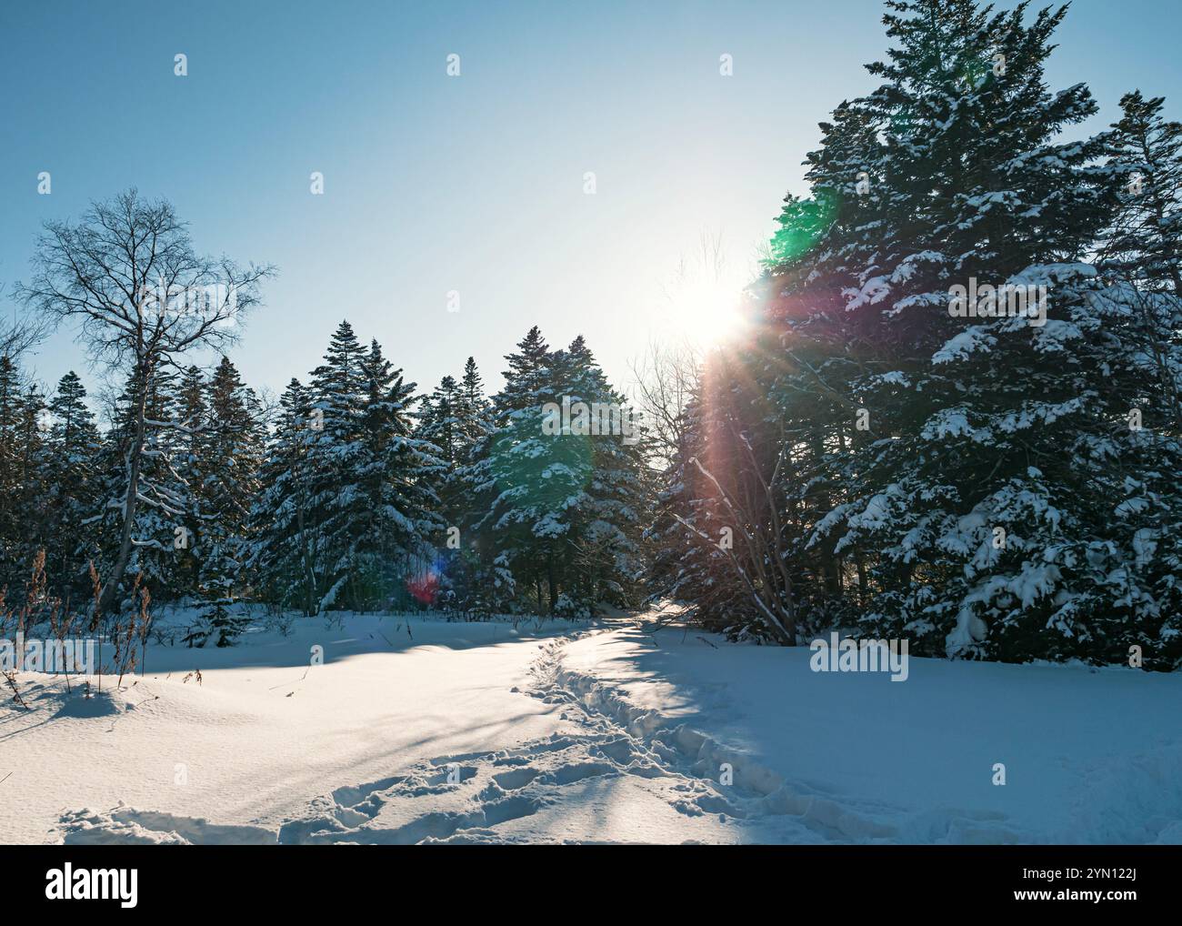Mattinata d'inverno luminosa in una foresta innevata con luce solare che splende attraverso alberi alti Foto Stock