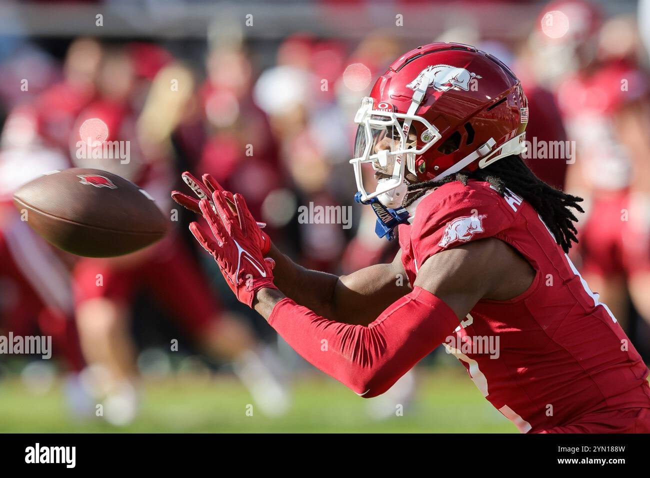 Fayetteville, Stati Uniti. 23 novembre 2024: Andrew Armstrong #2 Arkansas receiver guarda in una palla lanciata verso di lui. L'Arkansas sconfisse Louisiana Tech 35-14 a Fayetteville, Arkansas. Richey Miller/CSM credito: Cal Sport Media/Alamy Live News Foto Stock