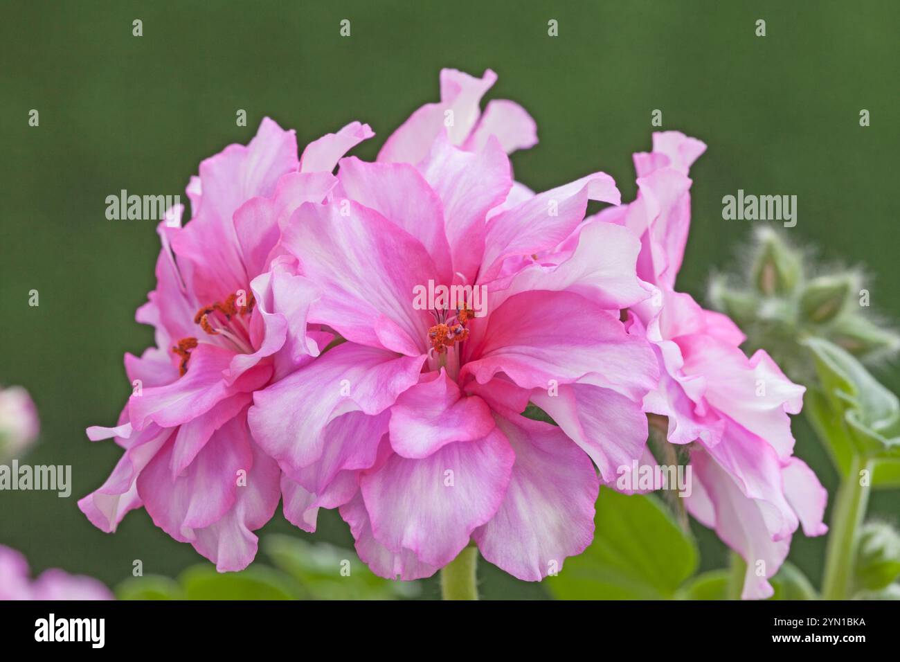 Geranium 'Cherry Blossom', Pelargonium x hortorum, ivy Leaved, trailing Foto Stock