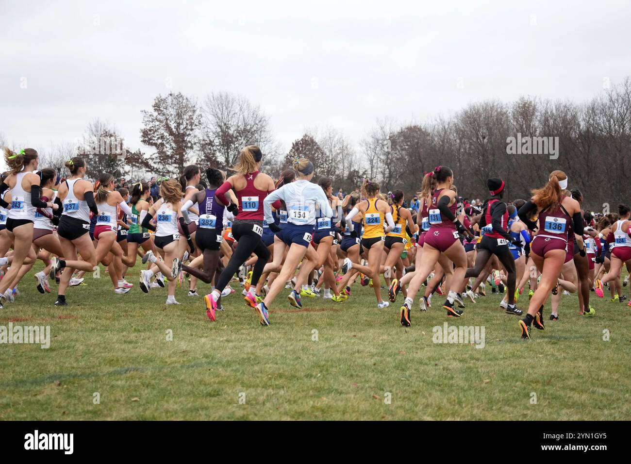 Madison, Wisconsin, Stati Uniti. 23 novembre 2024. Una panoramica generale dell'inizio della gara femminile ai campionati NCAA di fondo presso il Thomas Zimmer Championship Course, sabato 23 novembre 2024, a Madison, Wisc. Crediti: Kirby Lee/Alamy Live News Foto Stock
