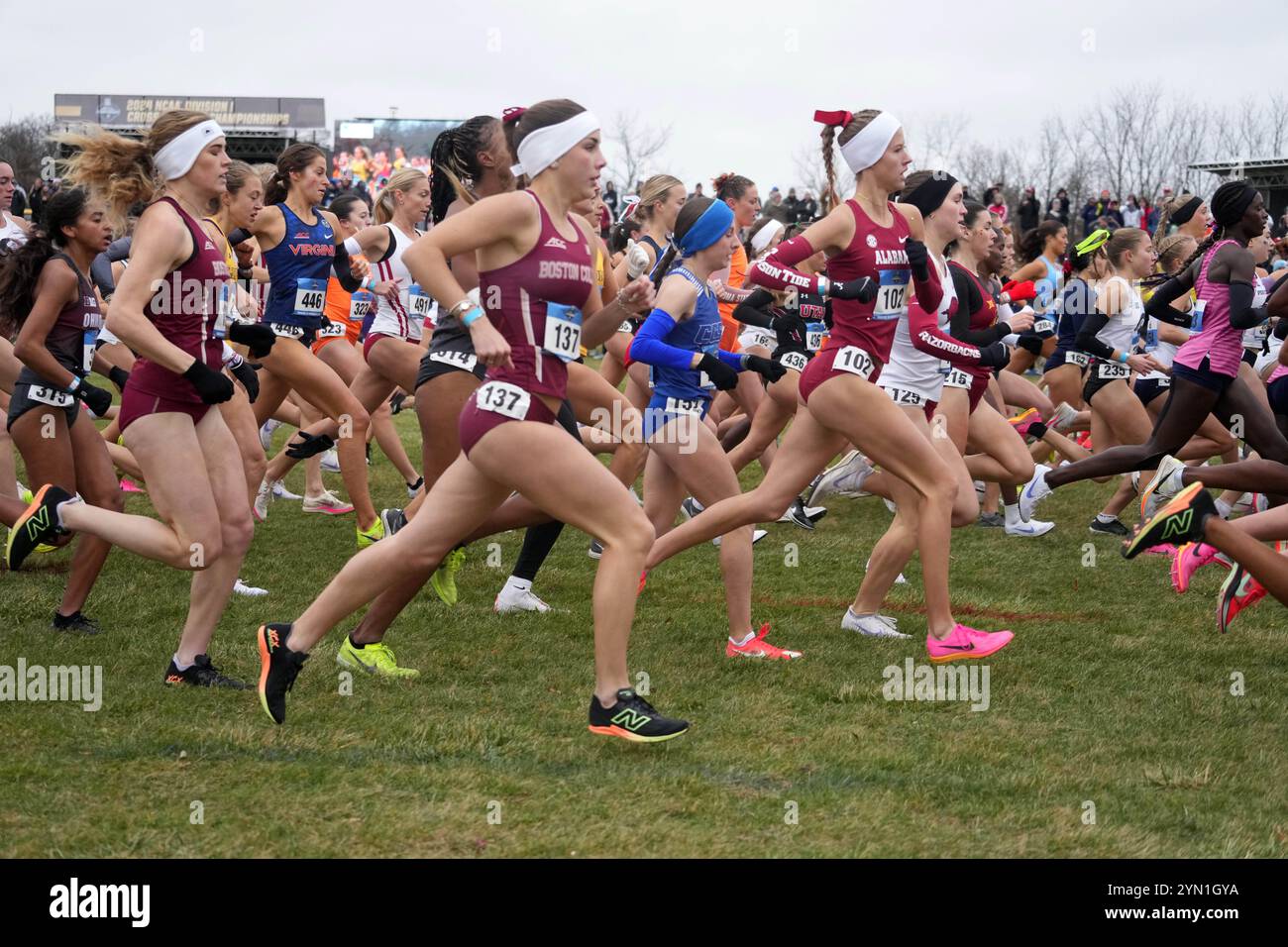 Madison, Wisconsin, Stati Uniti. 23 novembre 2024. Una panoramica generale dell'inizio della gara femminile ai campionati NCAA di fondo presso il Thomas Zimmer Championship Course, sabato 23 novembre 2024, a Madison, Wisc. Crediti: Kirby Lee/Alamy Live News Foto Stock