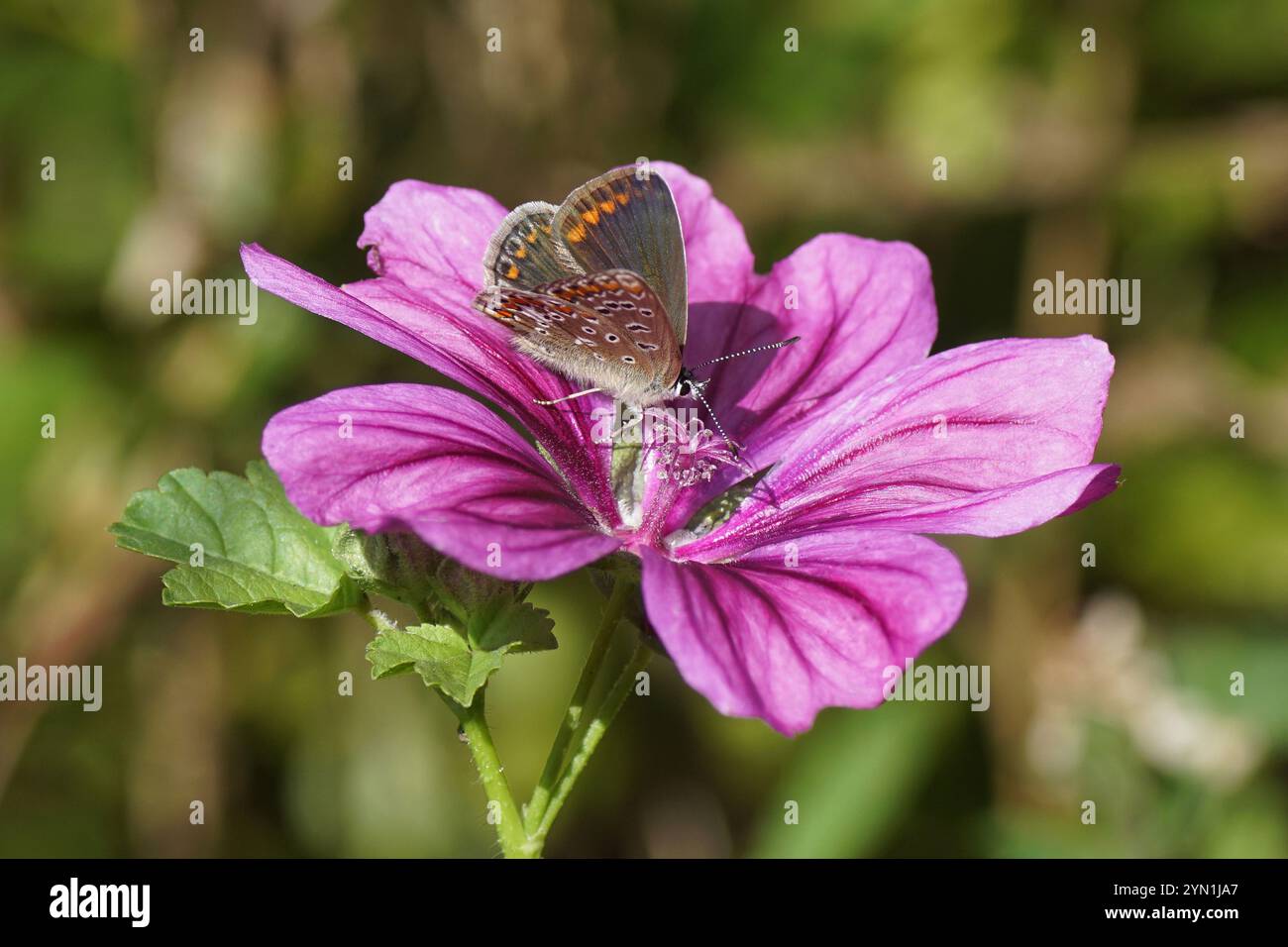 Blu comune (Polyommatus icarus), famiglia Lycaenidae su fiori di Malva comune, High Mallow (Malva sylvestris). Famiglia Mallow (Malvaceae). Foto Stock