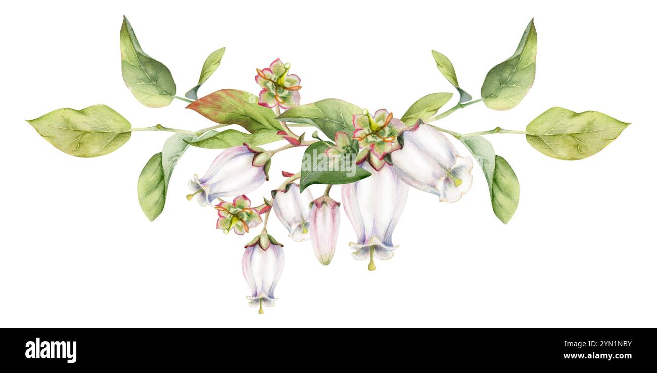 Fiore di campana e bocciolo bianco di mirtillo con foglie verdi sui rami, disegnato a mano in acquerello, illustrazione botanica di fiori selvatici. garland isolato Foto Stock