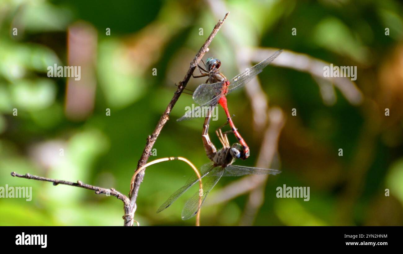 Meadowhawk dalla faccia blu (Sympetrum ambiguum) Foto Stock