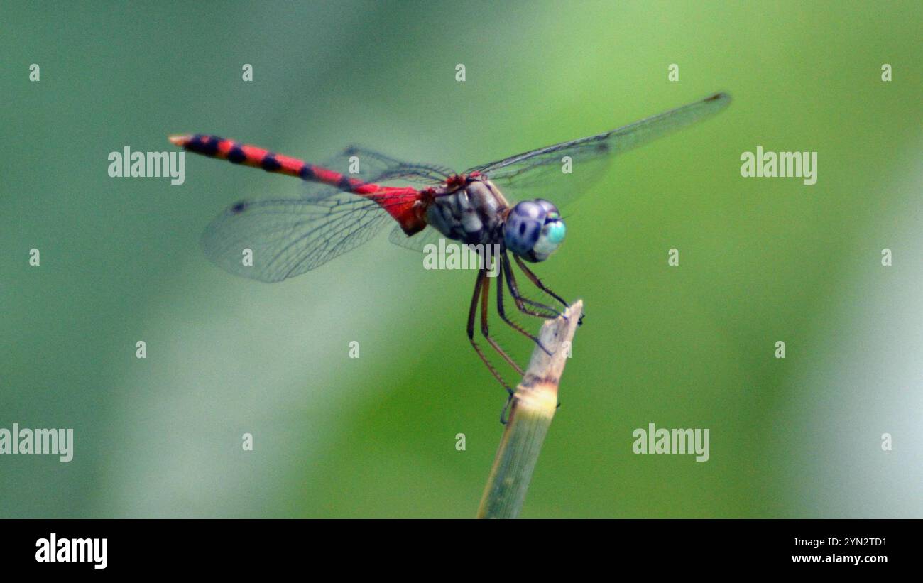 Meadowhawk dalla faccia blu (Sympetrum ambiguum) Foto Stock