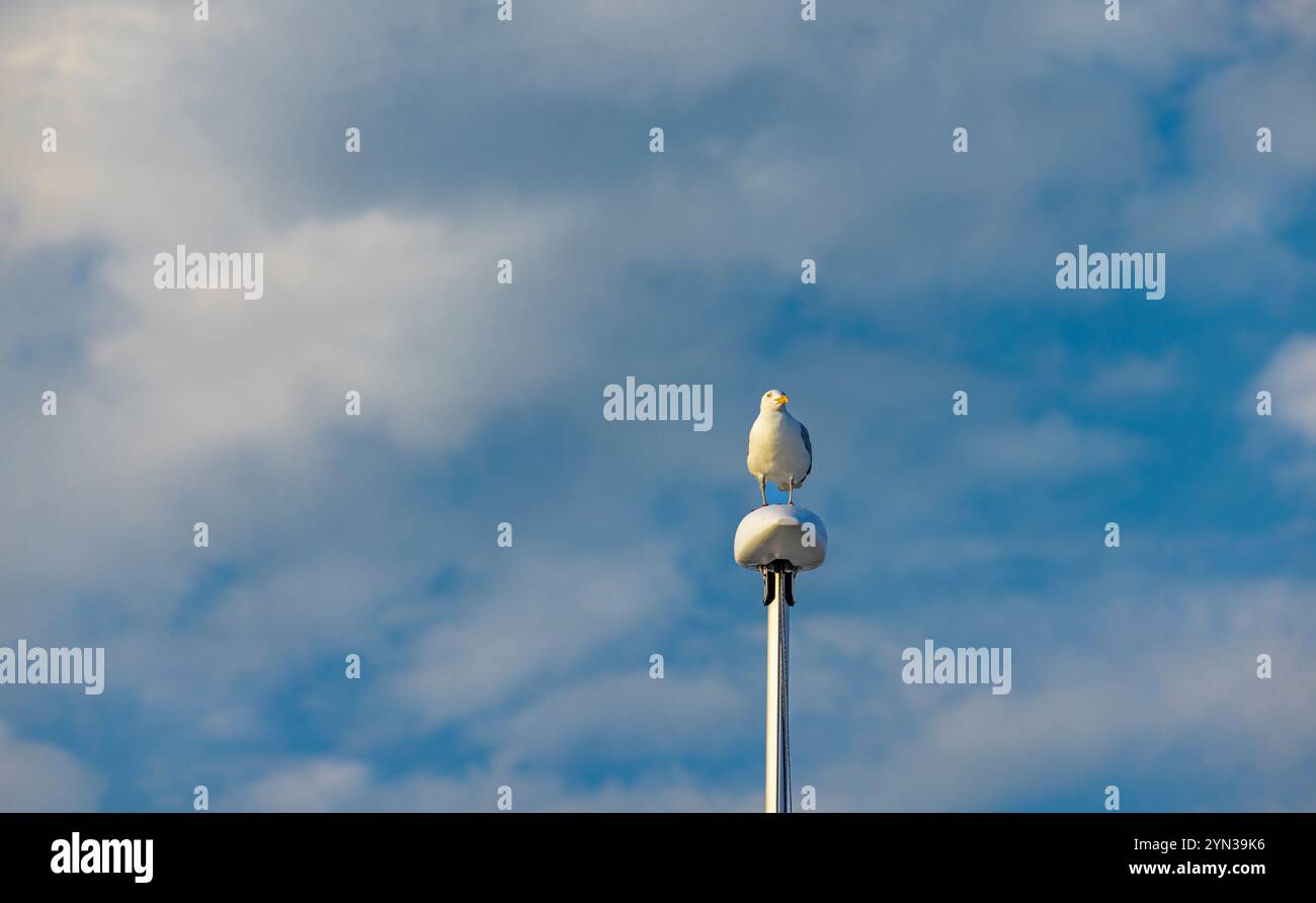 grande gabbiano in piedi sulla sommità di un albero di barca a vela Foto Stock