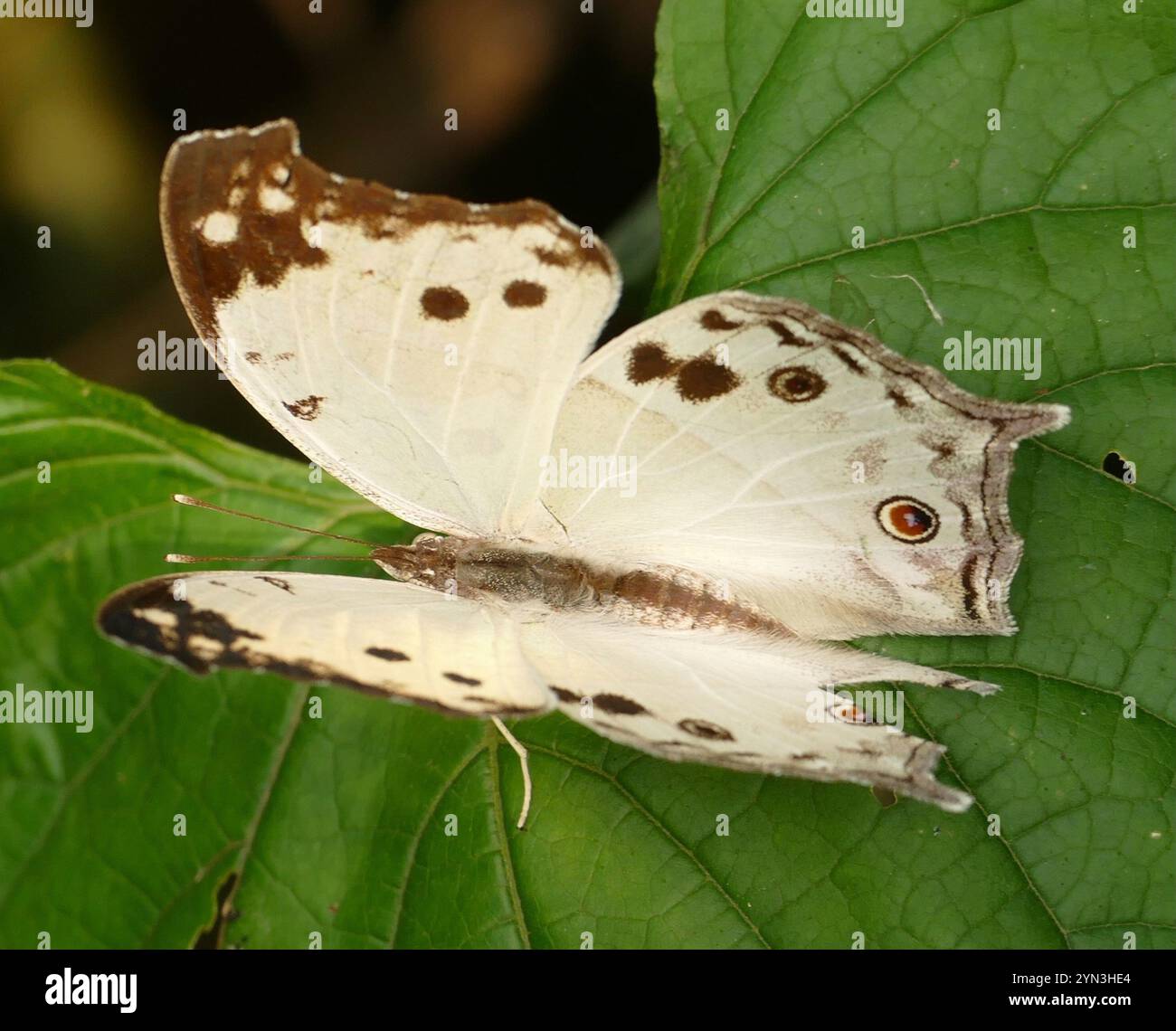 Madreperla comune (Protogoniomorpha parhassus) Foto Stock