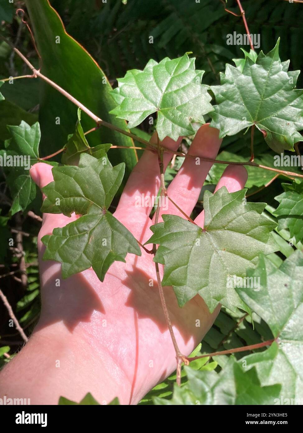 Muscadina (Vitis rotundifolia) Foto Stock