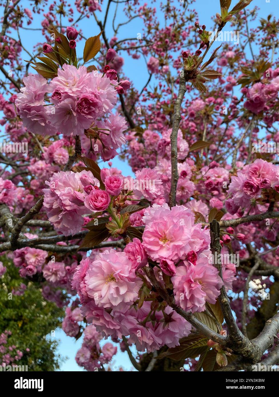 la bellezza dei fiori che fioriscono in una calda mattina primaverile - Immagine stock catturata con smartphone