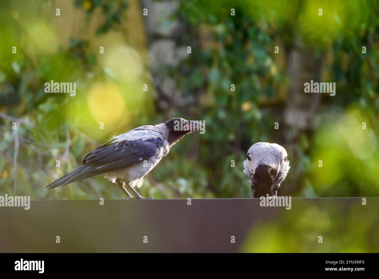 Foto con messa a fuoco selettiva. Corvo incappucciato, corvus cornix sul tetto. Foto Stock