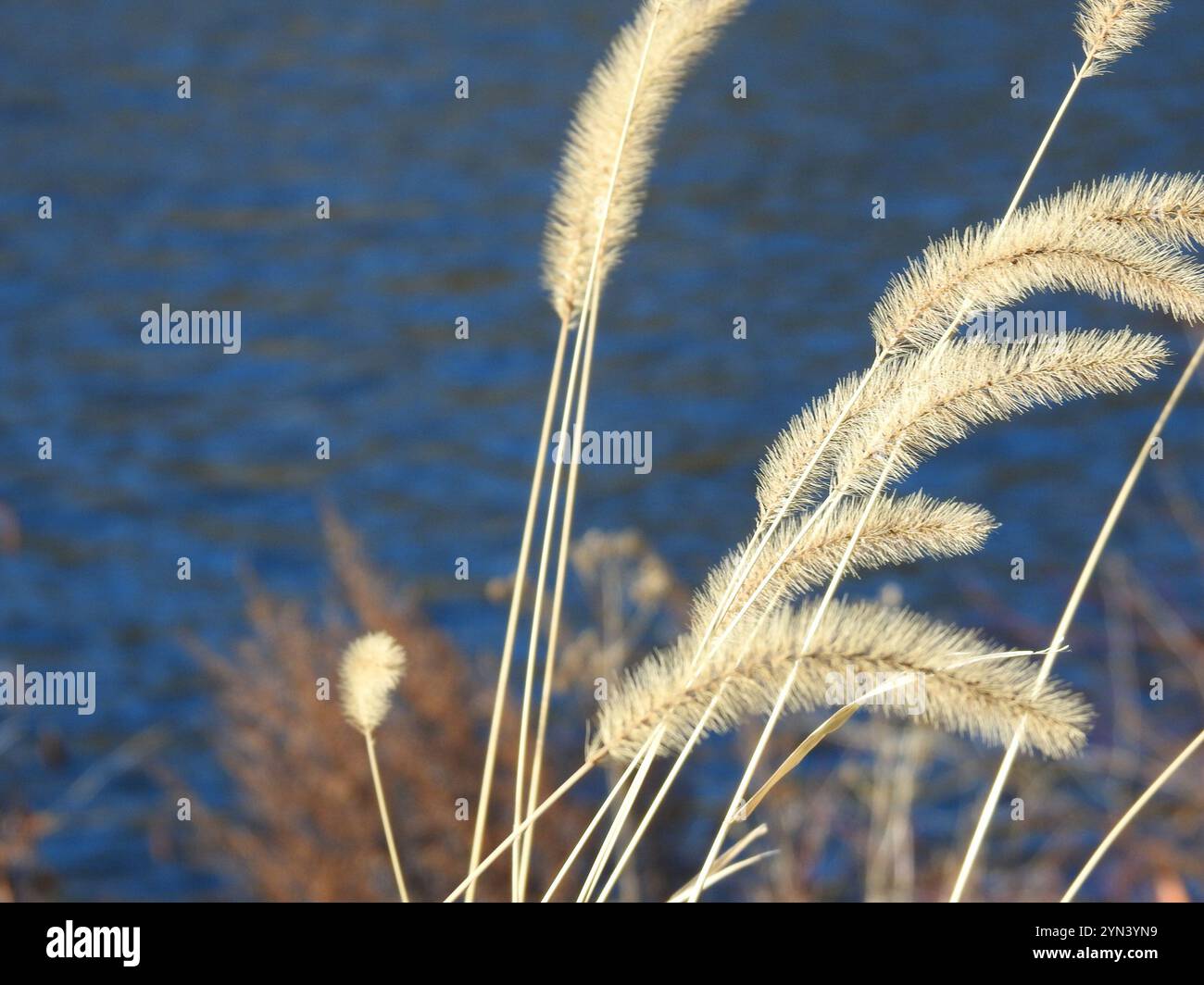 Coda di volpe gigante (Setaria faberi) Foto Stock