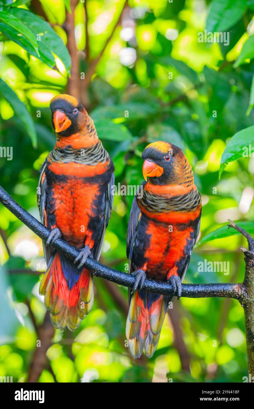 Il pappagallo (Pseudeos fuscata) è una specie di pappagallo della famiglia Psittaculidae. Si trova in Nuova Guinea e nelle isole offshore. Foto Stock
