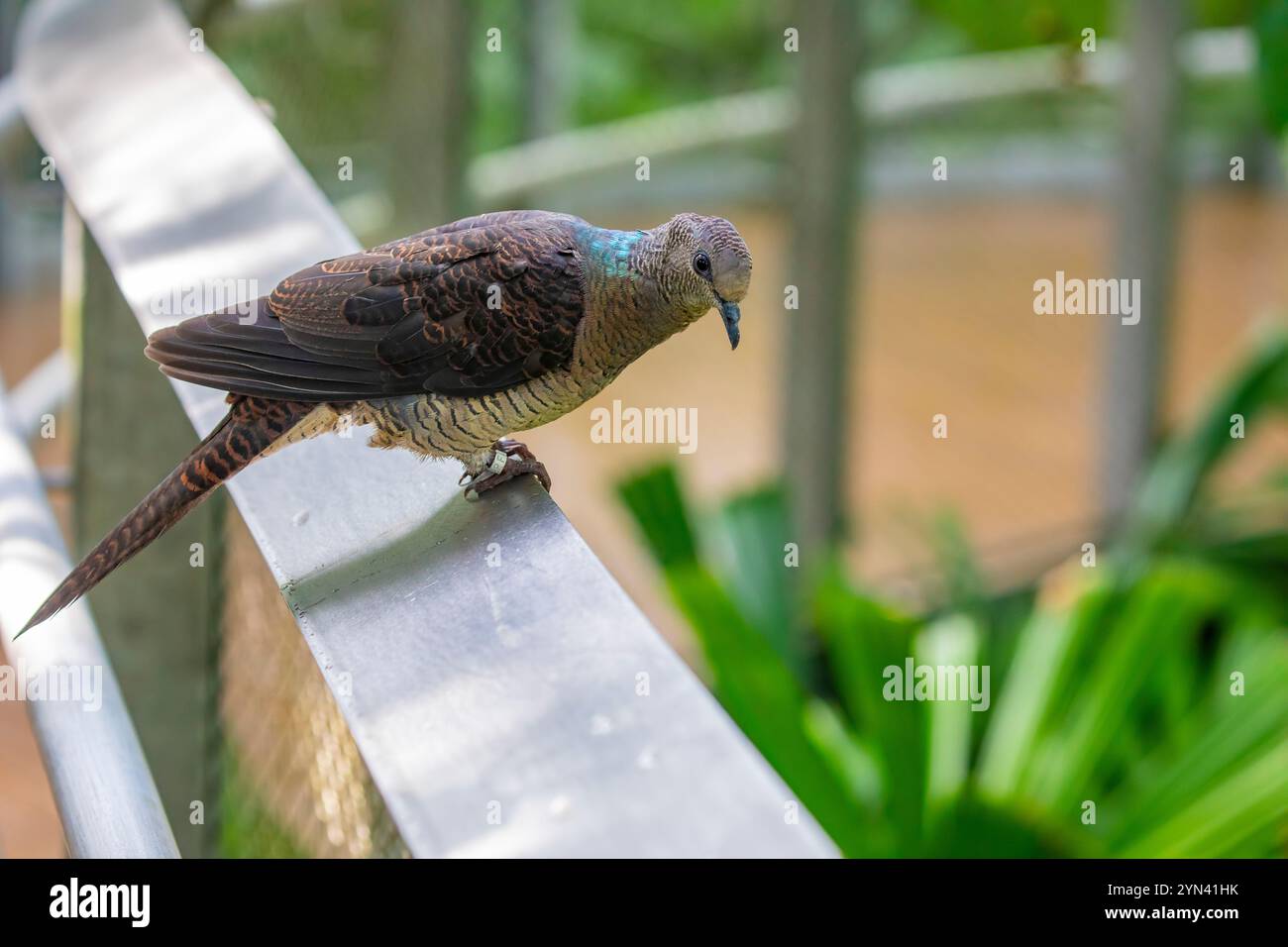 Il Cuckoo-dove barrato (Macropygia unchall) è un uccello di medie dimensioni che si trova in parti del Sud e Sud-Est asiatico. Ha un corpo sottile, una coda lunga Foto Stock