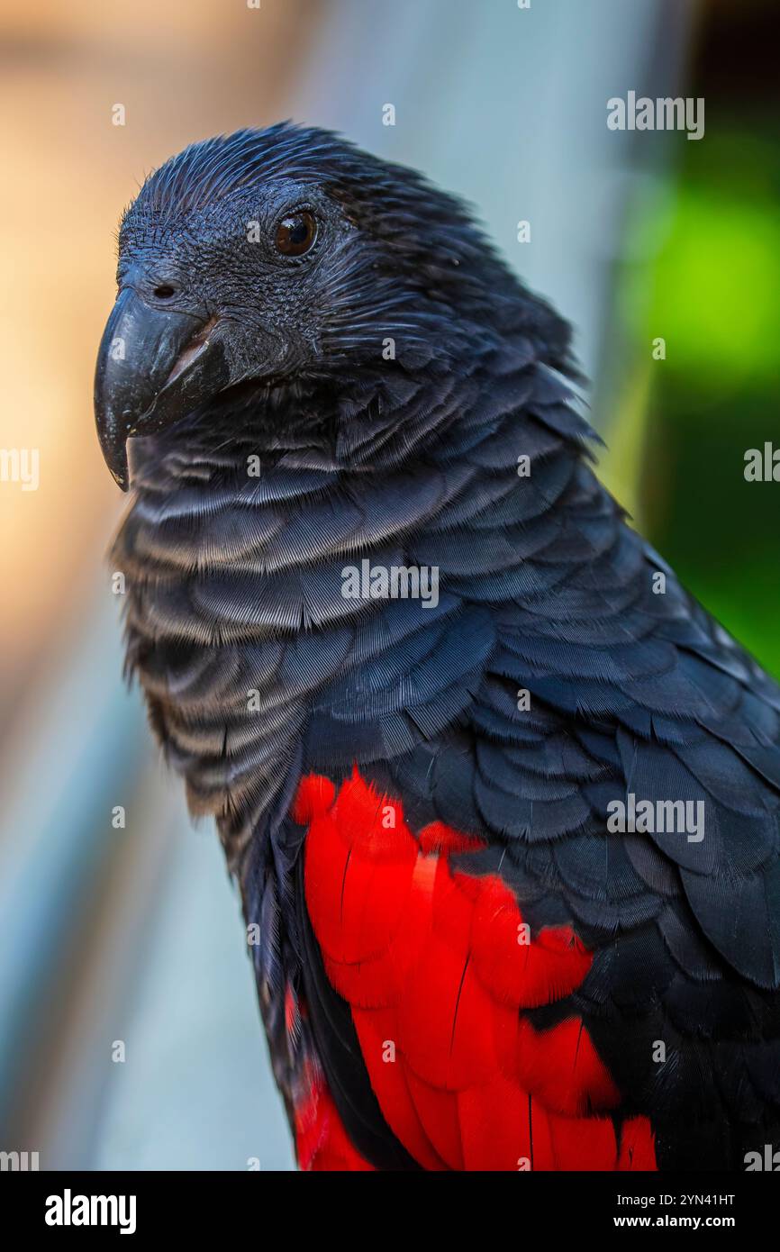 Il pappagallo di Pesquet (Psittrichas fulgidus) è l'unico membro del suo genere e il suo genere è l'unico membro della sottofamiglia Psittrichadinae. Foto Stock